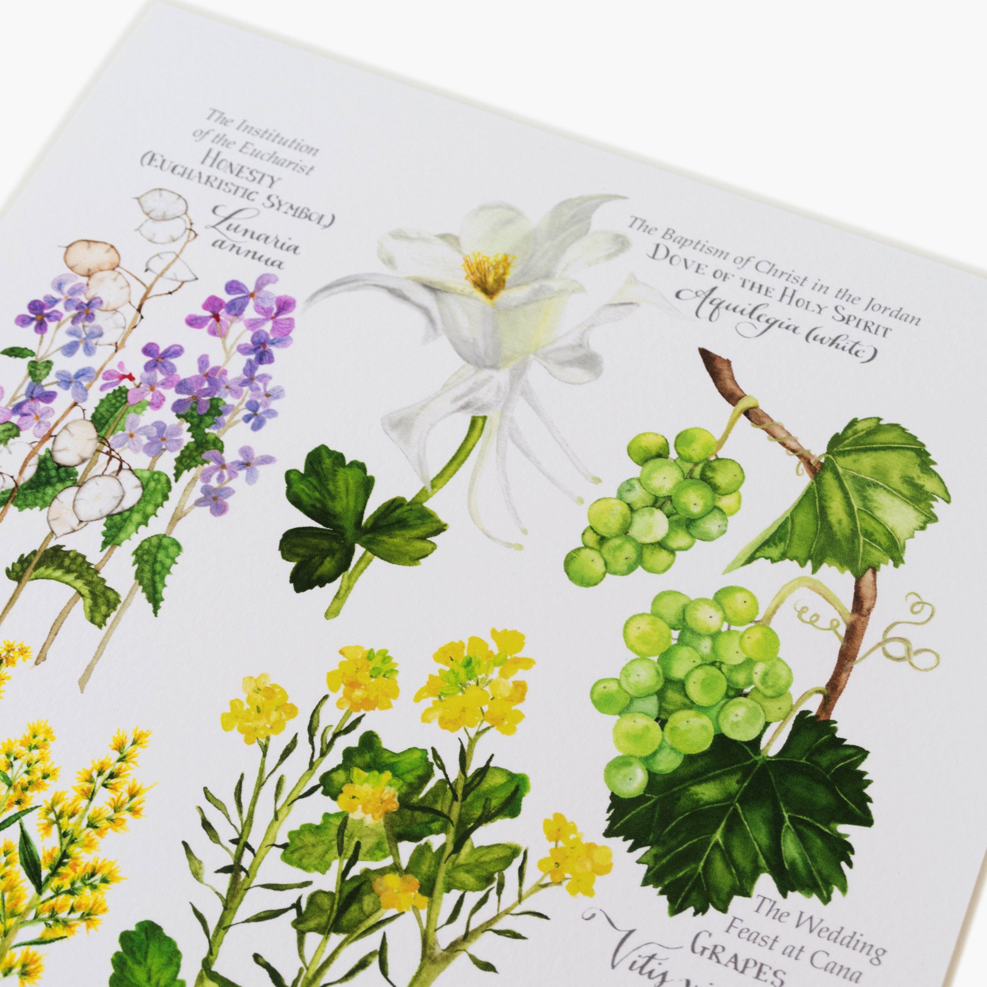 Botanical Rosary Collection (Complete Set of 4) 8x10 Watercolor Print